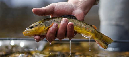 Fly Fishing in Clear Creek (Golden) - River Conditions