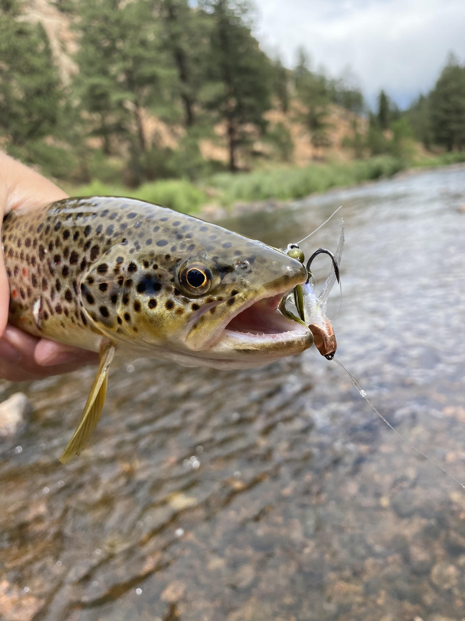 Streamer Fishing 101: 4 Tips To Get Started — Golden Fly Shop