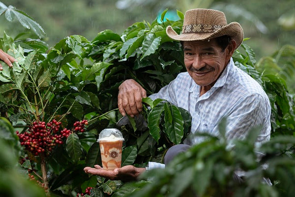 Colombia coffee farm