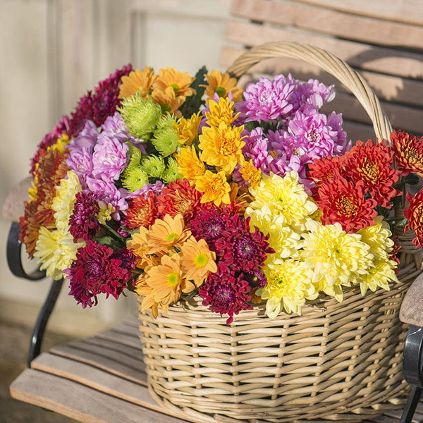 Chrysanthemum Cut Flower Bloom and Spray Collection from Woolmans