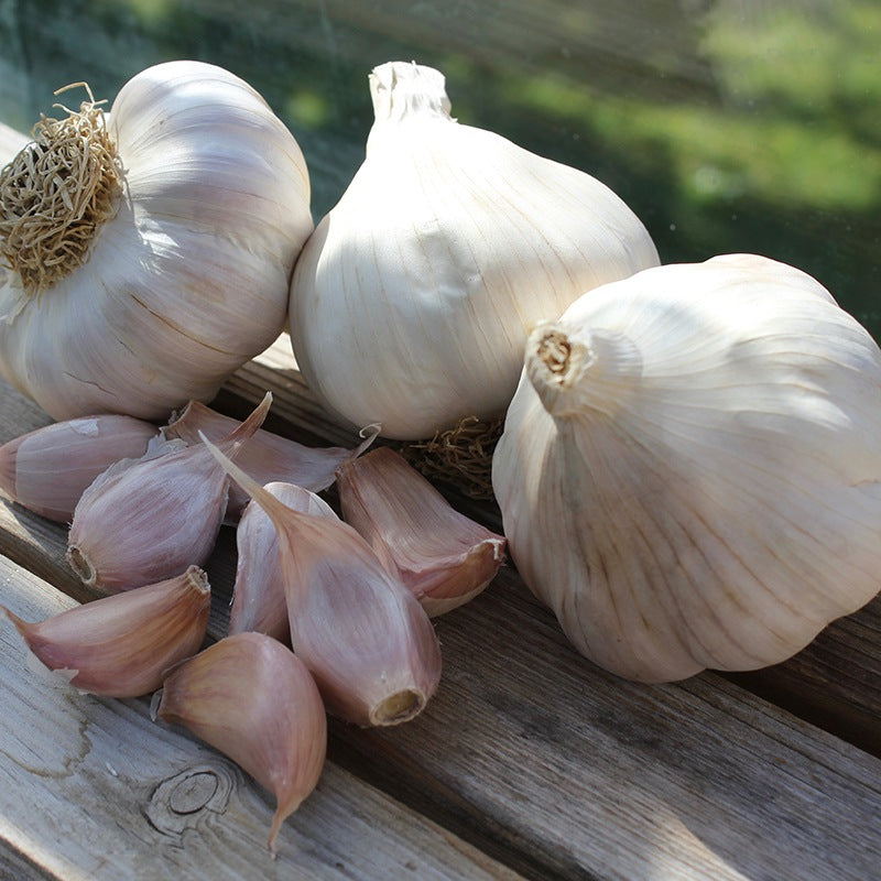 French Grey Shallots 20 Bulbs for Planting or Eating. Great Taste and Smell  