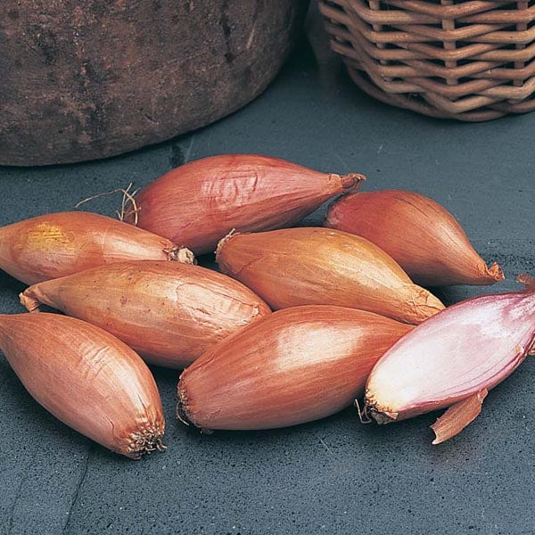 Shallot Jermor Bulbs - dt-brown product image