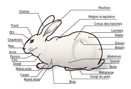 anatomie du lapin pour savoir comment le porter