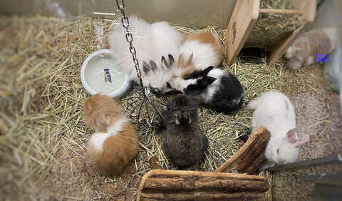 lapins en animalerie