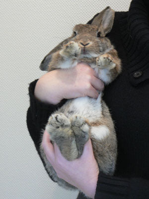 une personne porte un lapin