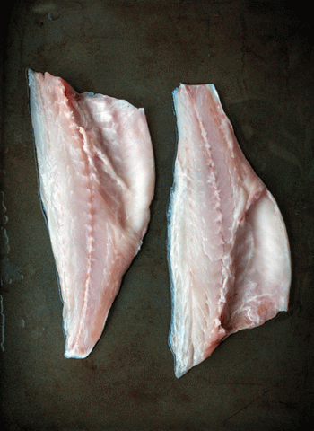 Farm Raised Turbot from Spain — Browne Trading Company