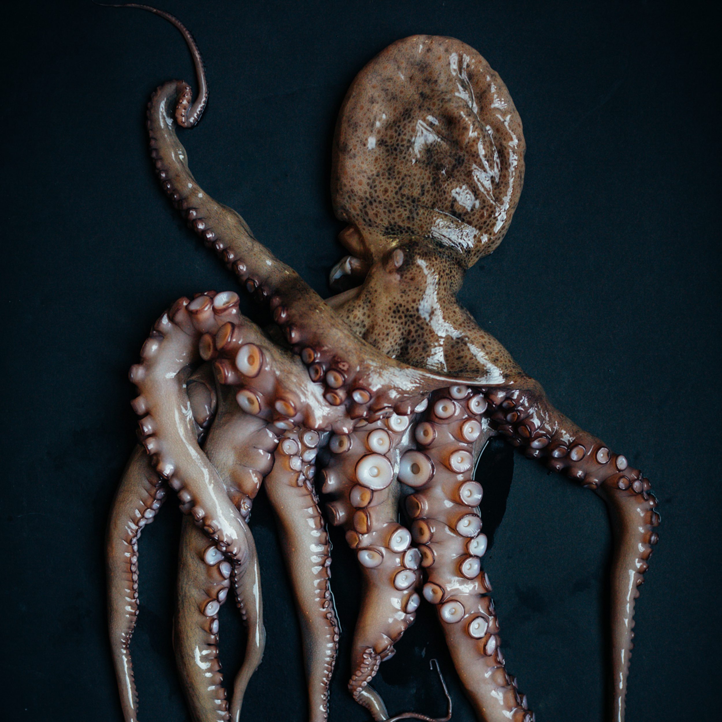 Whole Spanish Octopus - Wild - Buy Online - Next Day Delivery — Browne  Trading Company