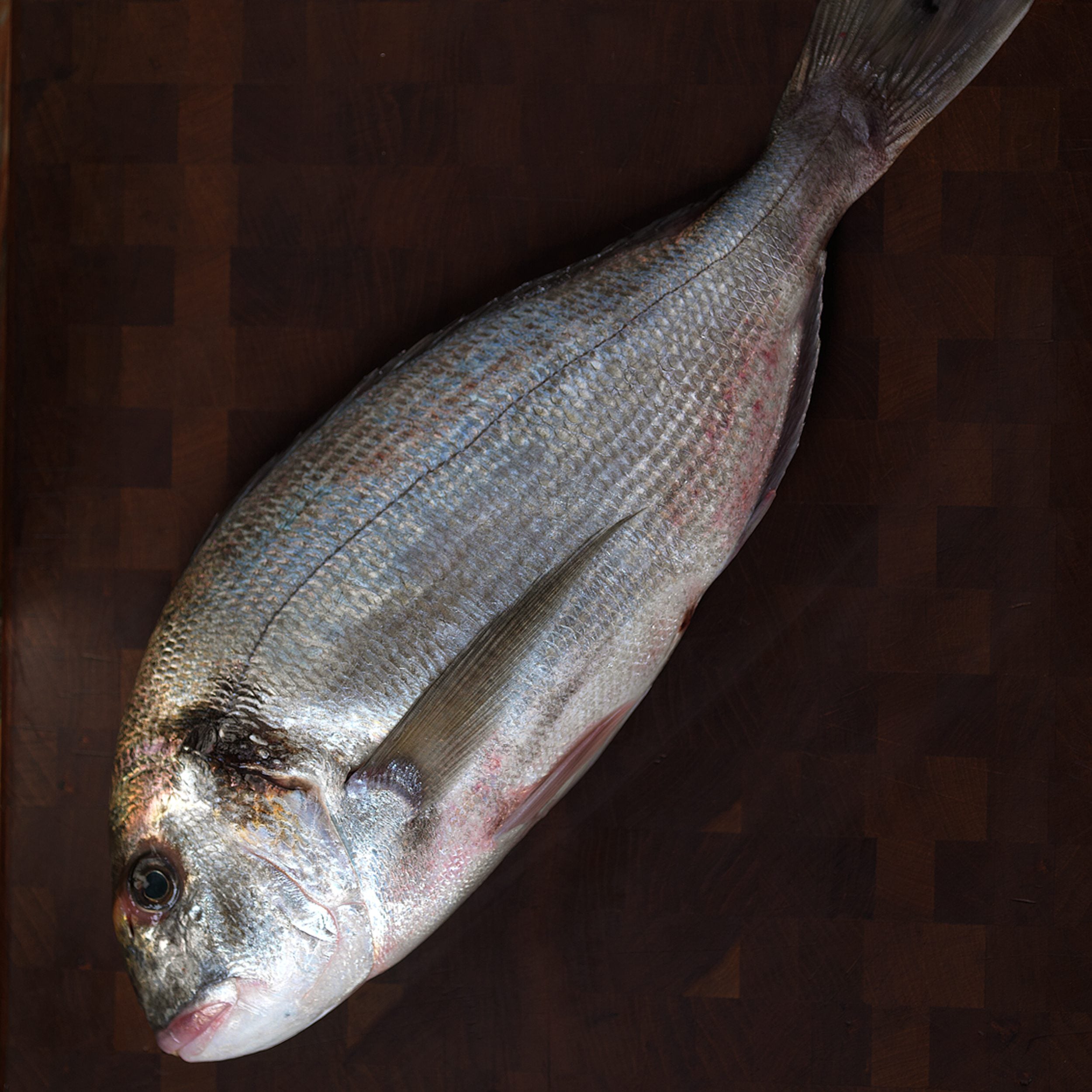 Daurade Sea Bream - Farmed - Buy Online - Next Day Delivery — Browne  Trading Company