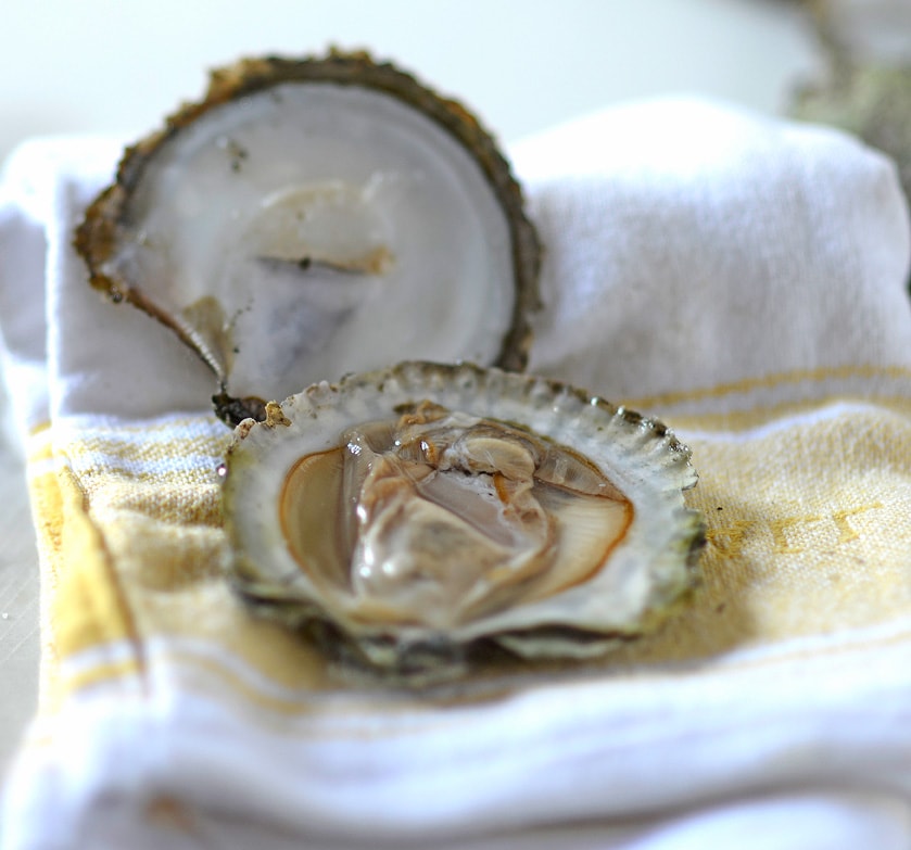 Large Plastic Shellfish & Oyster Containers for Harvesting