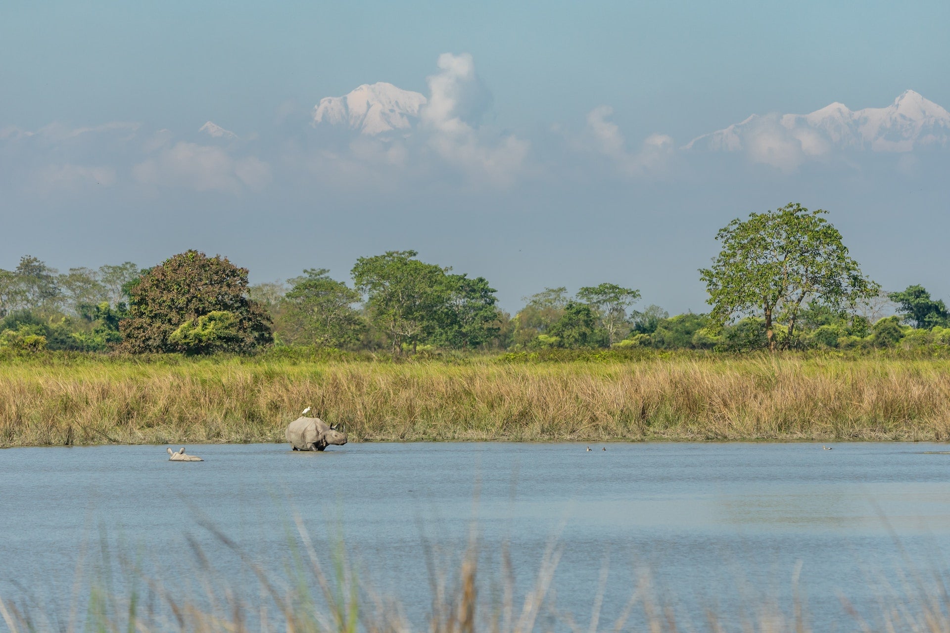 Rinocerontes en Kaziranga nat. parque, India; Montañas del Himalaya en el fondo