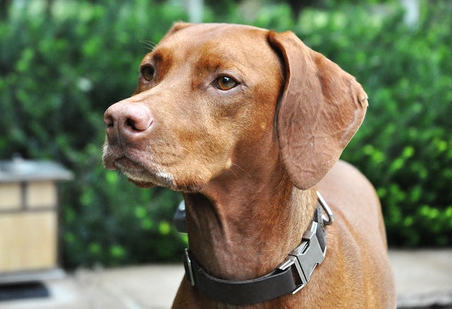 Vizsla