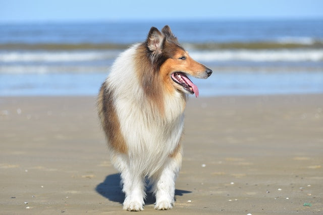 Collie