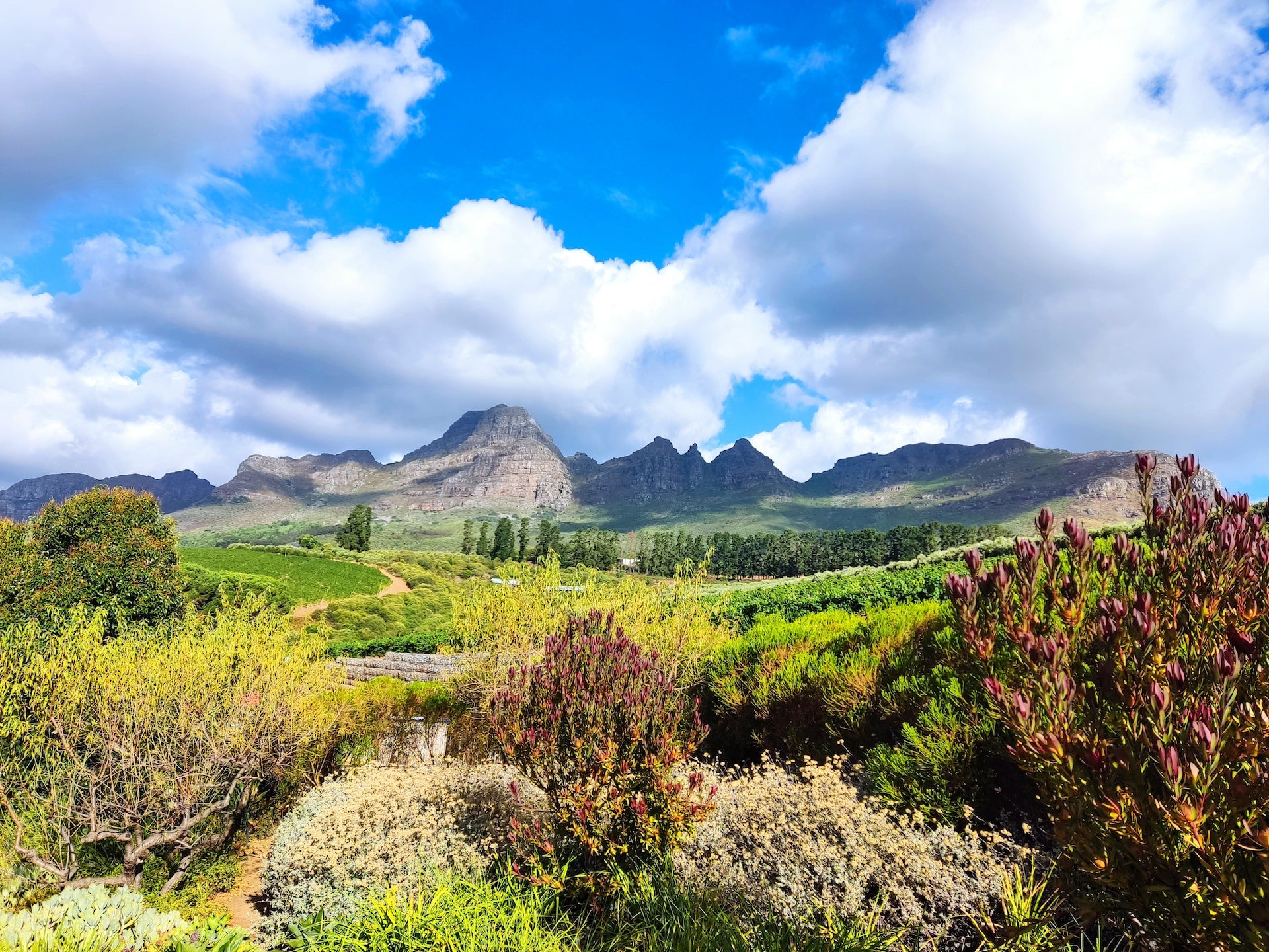  Cape Winelands