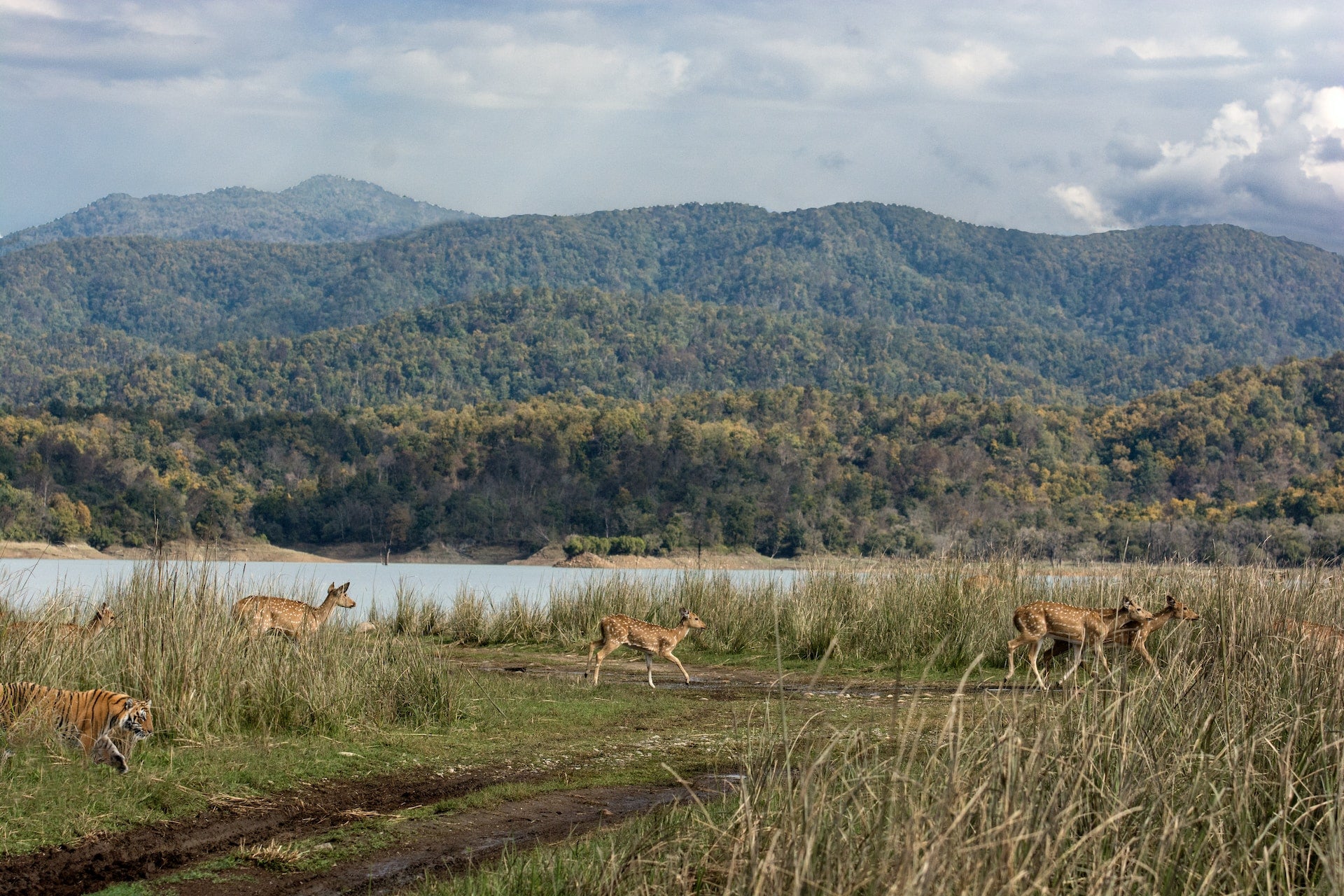 Parc national Jim Corbett, Ramnagar, Inde