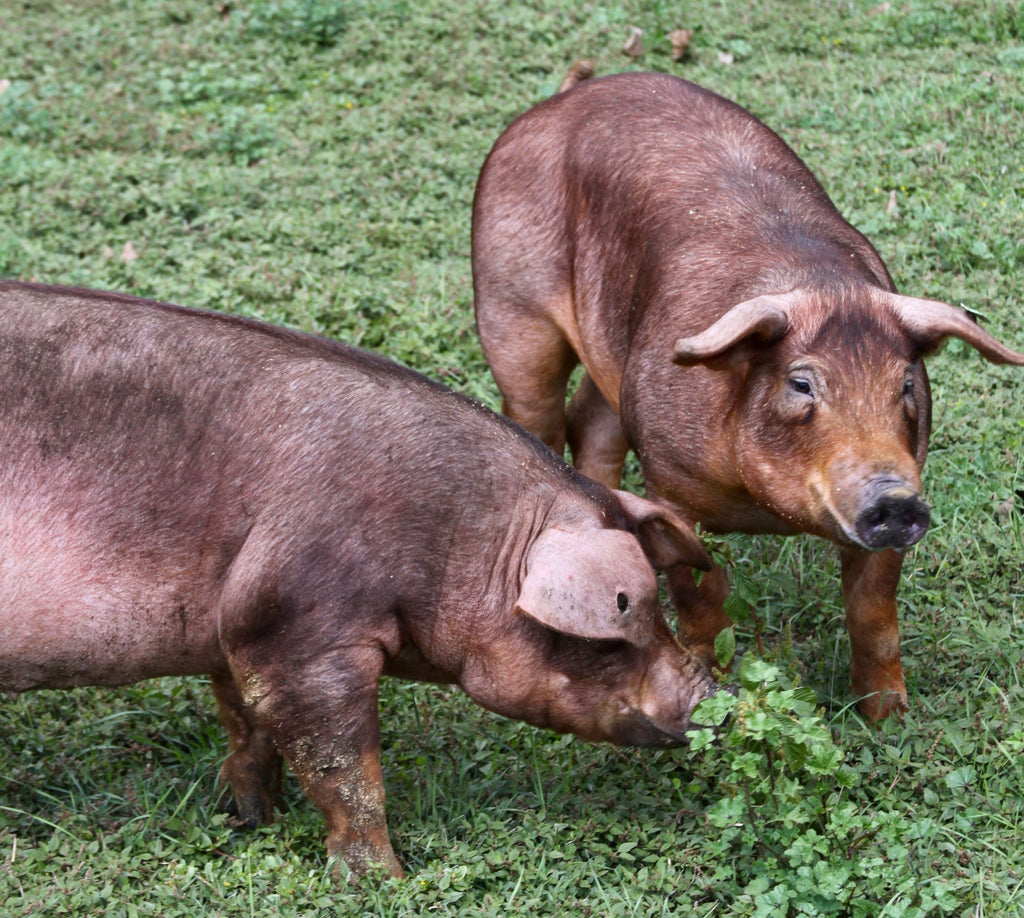 Jambon Pata Negra 100% ibérique pur nourri de glands Altadehesa