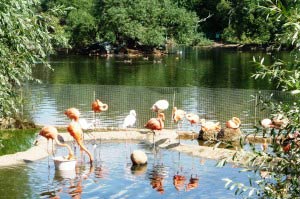 Flamingos in Pond at Moscow Zoo