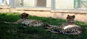 Wild Cats at Moscow Zoo