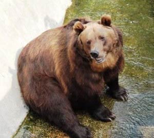 Brown Bear at Moscow Zoo