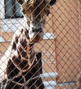 Giraffe at Moscow Zoo