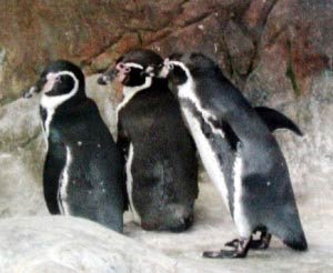 Penguins at Moscow Zoo