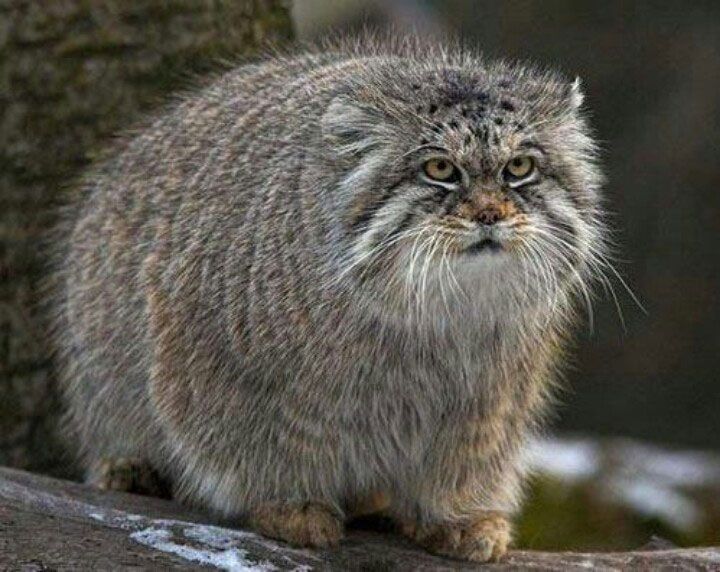 Pallas's Cat