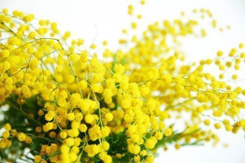 Mimosa Flowers