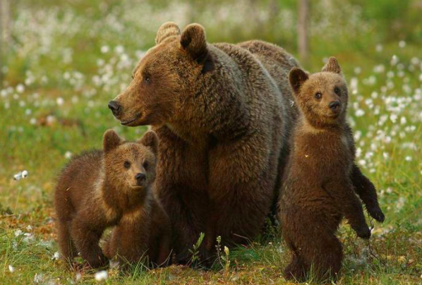 Russian Bears