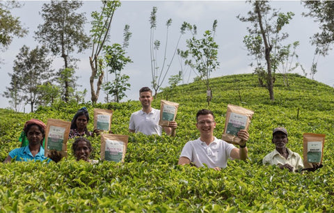 Thee Plukkers uit Sri Lanka