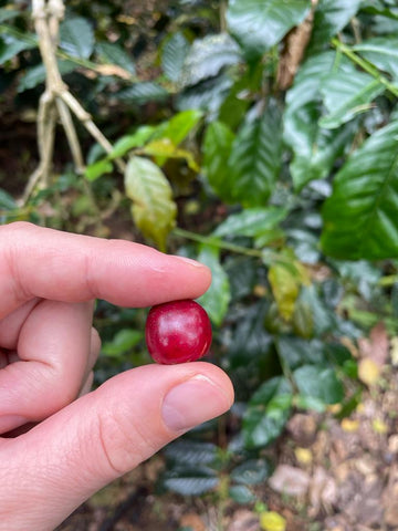 Ripe coffee berries