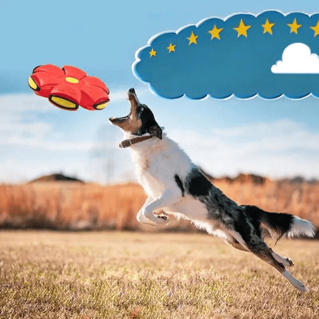 Flyball® Pelota Voladora para perros 🐶 Compre 1 Lleve 2
