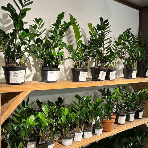 Zamioculcas Zamiifolia at The Garden Shoppe