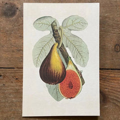 Vintage Cards - Fig Plant