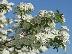 Prachtspiere weiß-gelbe Blüten