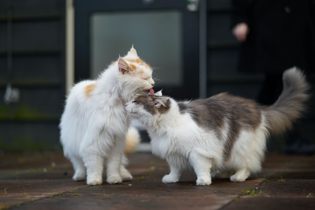 Katzen richtig Zusammenführen