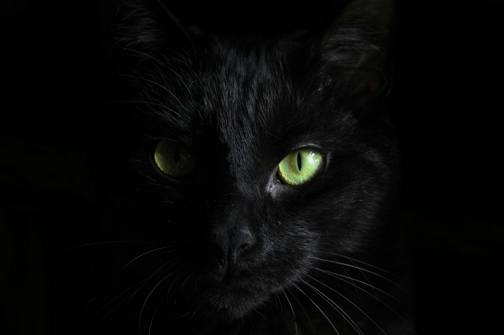 Schwarze Katzen Mythen Bedeutung