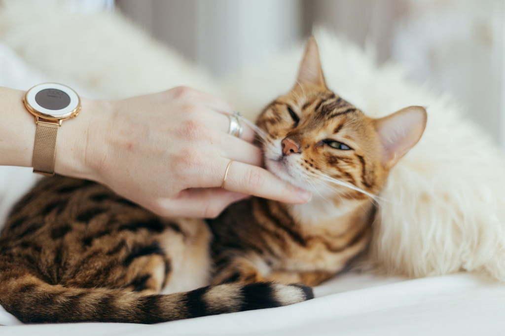 Toxoplasmose bei Katzen erklärt