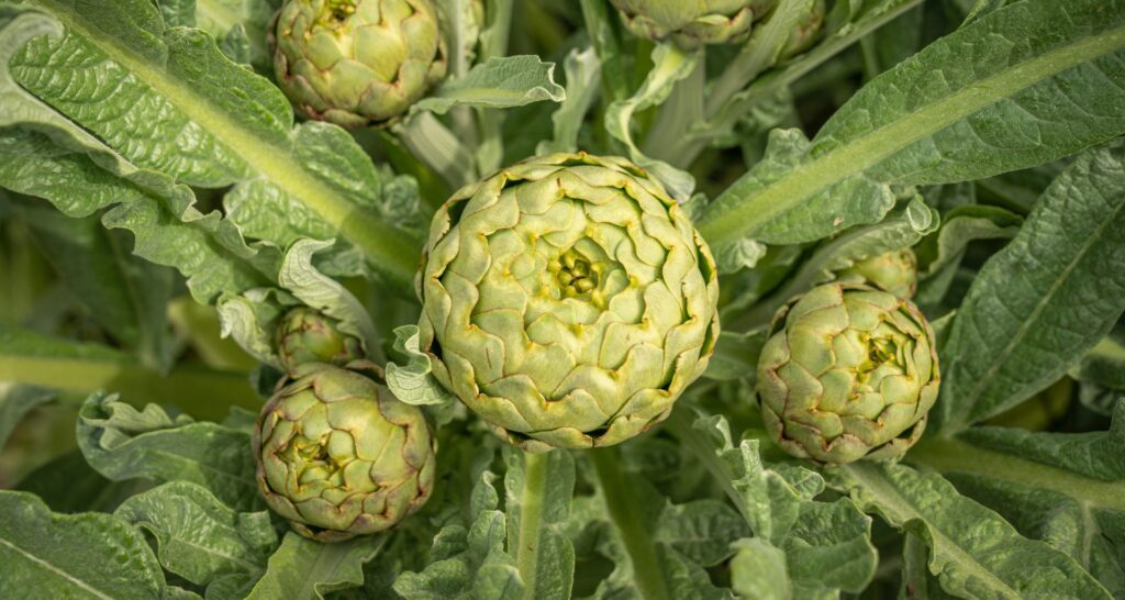 How to use artichokes with no waste