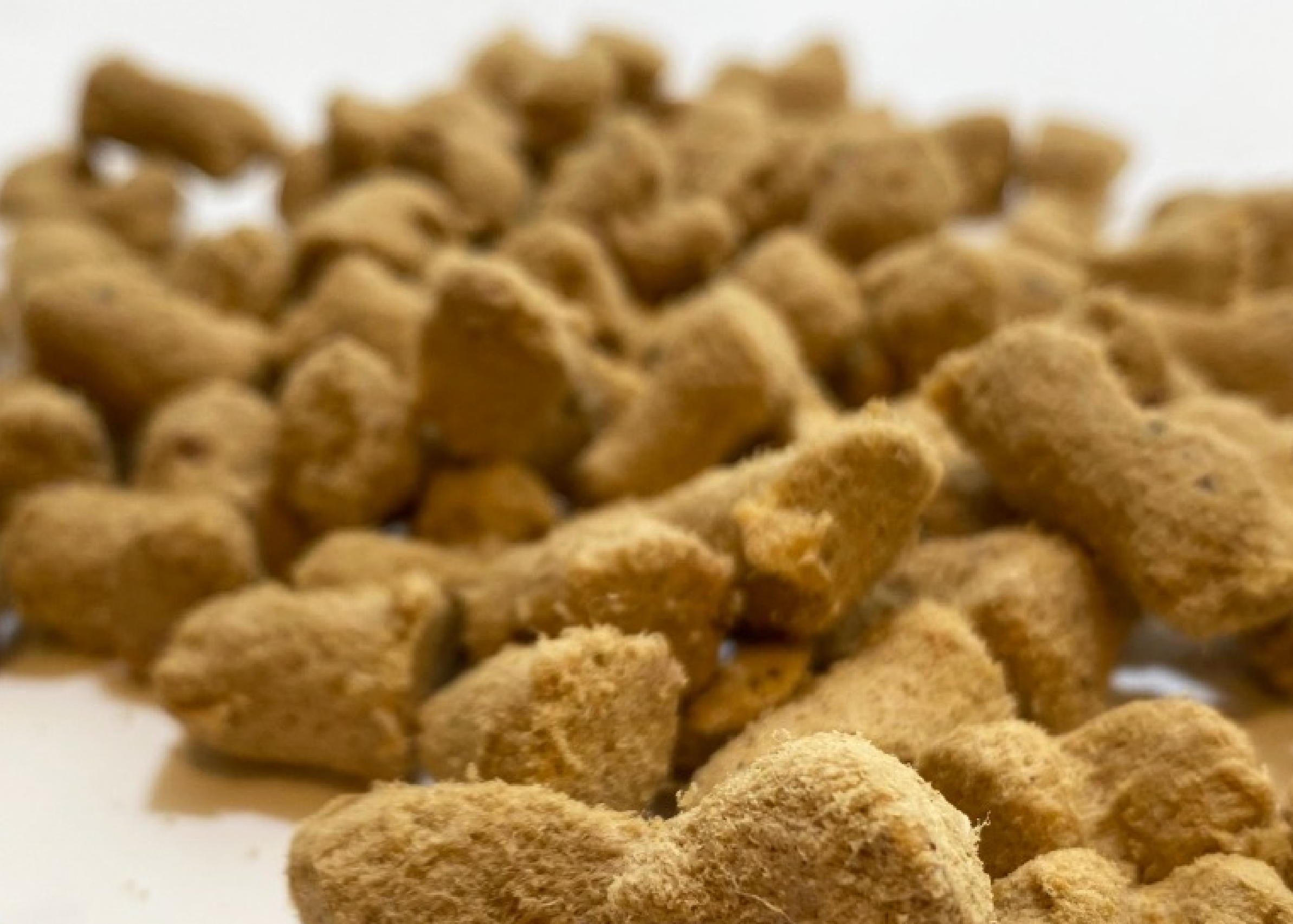 Dog Foods To Avoid