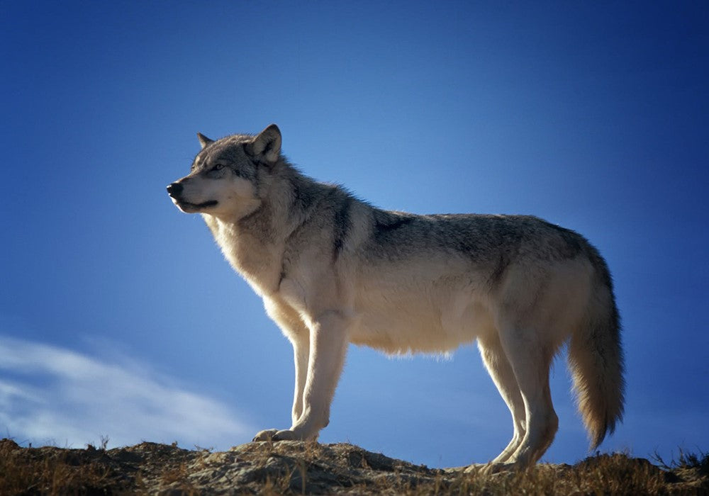 Dog Food as Nature Intended