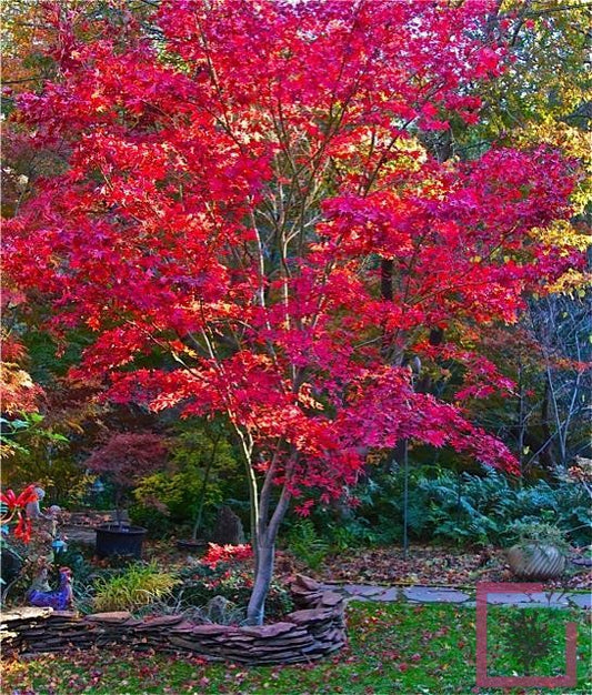 Acero rosso giapponese Acer palmatum dissectum Garnet pianta in vaso ø18  cm