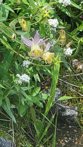 Columbine and other alpine wildflowers