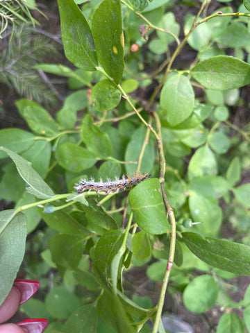 Caterpillar in the leaves