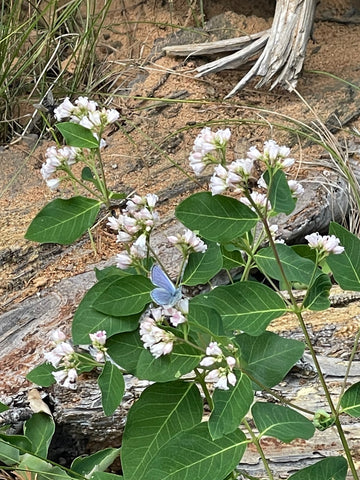 White cluster of wildflowers with blue butterfly