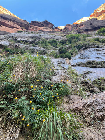 Zion national park plants growing on the cliff wall