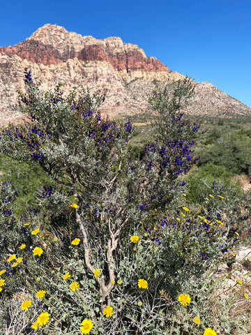 Yellow and purple flowers in front of red striped mountains