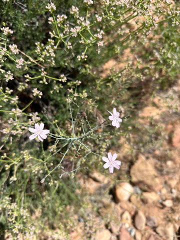 Little purple flowers close up in a desert