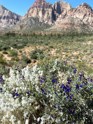 white and purple flowers in front of red rock canyon mountains