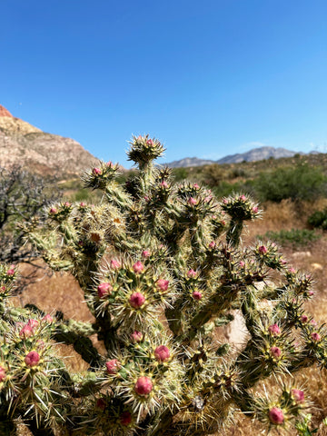 cholla cactus buds in the red rock desert
