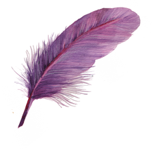 purple watercolor feather