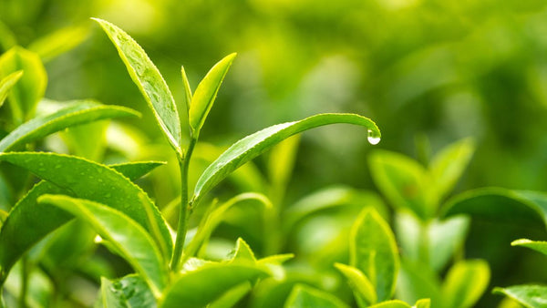 Vertus Tea Organic Green Tea